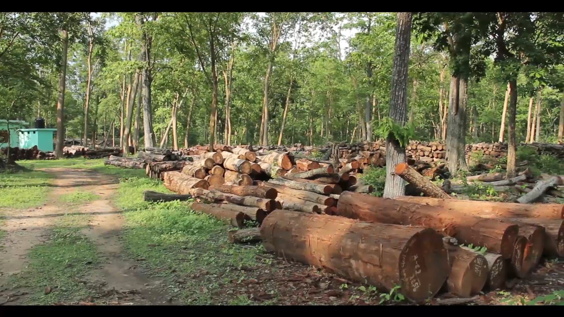 वैज्ञानिक वन व्यवस्थापनको नाममा कर्मचारी, ठेकेदार र वनका पदाधिकारी मिलेर वन सखाप (भिडियो सहित)