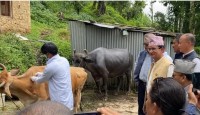 लम्पीस्किन रोग नियन्त्रण तथा रोकथाम अभियान ललितपुरको चौघरेबाट सुरु