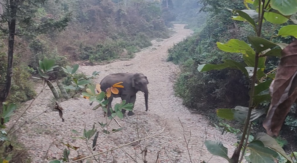 सर्लाहीमा जंगली हात्तीको आतंक, आधा दर्जनजति घरगोठ भत्काए