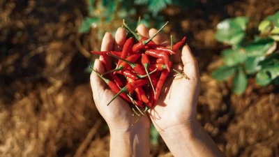 रातो खुर्सानी खाँदा दीर्घरोगको खतरा घट्छ: वैज्ञानिक अध्ययनको पुष्टि