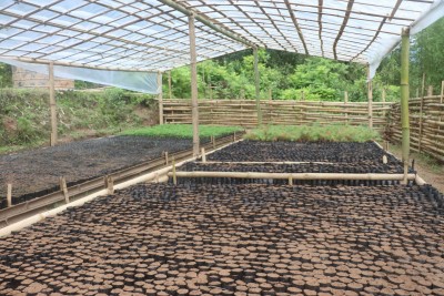 भोजपुरका दुई सामुदायिक वनमा नर्सरी स्थापना