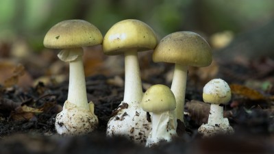 विषालु च्याउ खाएर माङसेबुङको एकै वडाका तीन जनाको मृत्यु