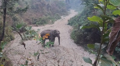 सर्लाहीमा जंगली हात्तीको आतंक, आधा दर्जनजति घरगोठ भत्काए