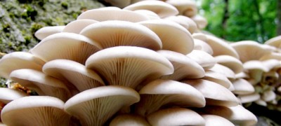 विषालु च्याउ खाँदा दम्पतीको दुखद निधन