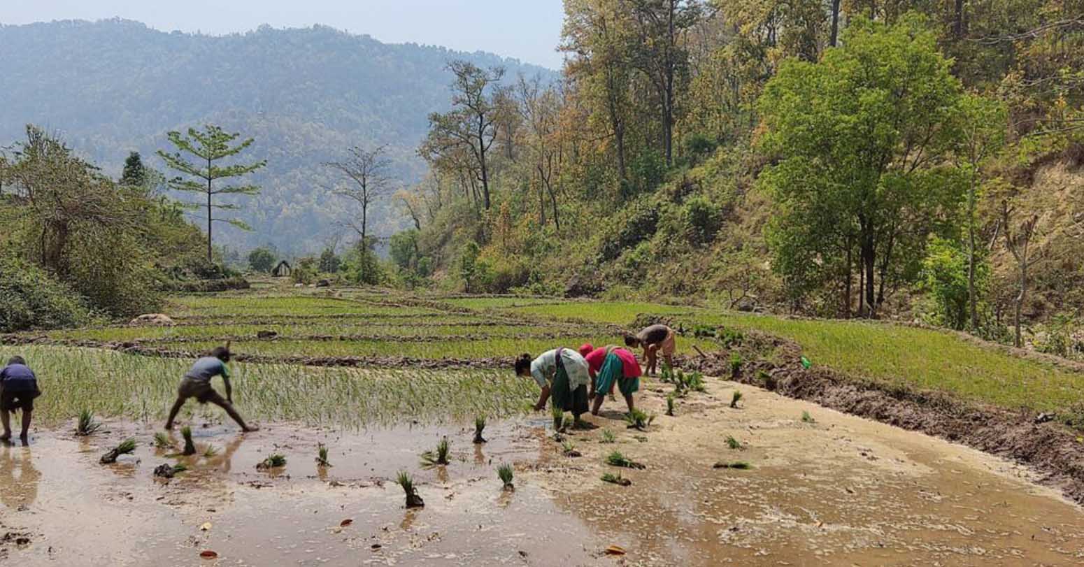 सिँचाइ अभावले चैते धानखेती सङ्कटमा