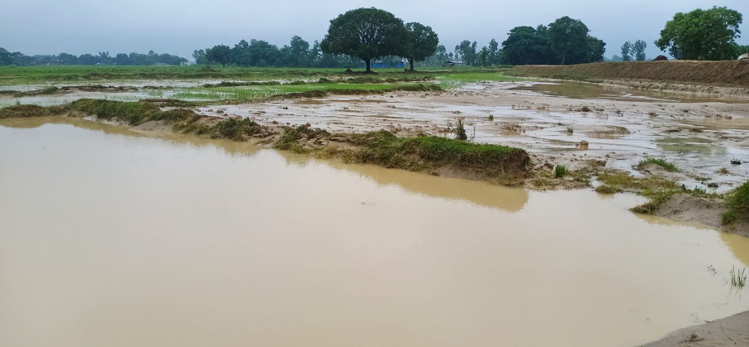 रुपन्देहीमा तुरिया खोलाको बाँध फुट्दा सयौँ बिघा खेत डुबानमा